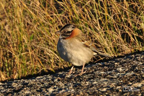 Os passarinhos também se agitam e cantam com o nascer-do-sol no Parque Nacional da Serra dos Órgãos, no Rio de Janeiro